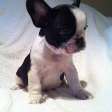 Gamora and gandolf had puppies! Heavenly French Bulldog Home Home Facebook