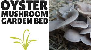 North spore visits chuck from shady grove farm in western maine, to see how he makes his outdoor mushroom beds. The Easiest Way To Grow Oyster Mushrooms An Outdoor Garden Bed Youtube
