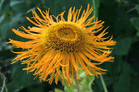 Image result for Inula mannii