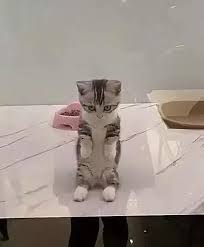 小貓乖坐在玻璃前 看見人就伸爪拜拜 喵 拜託了 帶我回家吧 cooker01 com 美食筆記 cute pictures planter pots pics