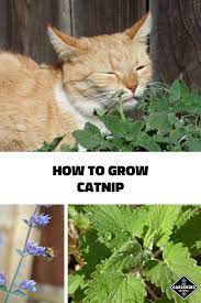 Follow These Gardening Tips On How To Grow Catnip Learn The Best Conditions For Growing Catnip In Your Backyard Occasional Growing Catnip Catnip Plant Catnip