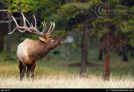 Full videos down below please check them out! Photo Of A Big Bull Elk Bugling