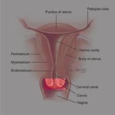 How To Do A Self Exam | Women's Health In Women's Hands