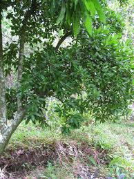 Image result for Brexia