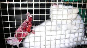 We did not find results for: Nouvelle Infiltration De L214 Dans Des Elevages Professionnels De Lapins Ethique Et Animaux