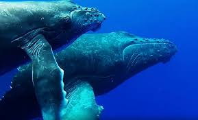 Maui Scuba Diving And Points Of Interest As One Of The Best Island In Hawaii Splash Dive