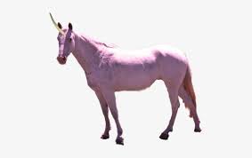 We did not find results for: Download Purple Unicorn Real Life Png Image With No Background Pngkey Com