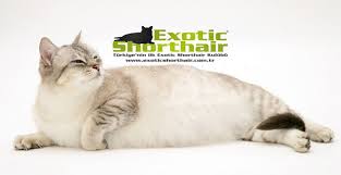 Kediler Nasil Dogum Yaparlar Exotic Shorthair Yetistirme Ve Sahiplendirme Kulubu