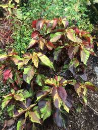 Image result for Acalypha ambigua