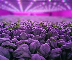 Maybe you would like to learn more about one of these? Indoor Farming What Are The Prospects For Profitability