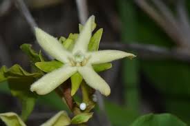 Image result for Marsdenia macrantha