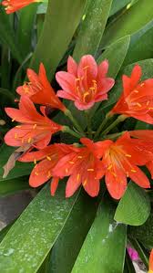 Image result for clivia