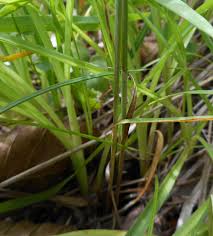Image result for Carex steudneri