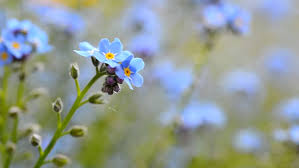 Forget me knot flowers destin. Macro Shot Of The Forget Stock Footage Video 100 Royalty Free 10000307 Shutterstock