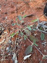 Image result for Boerhavia coccinea