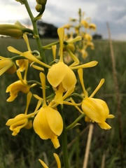 Image result for Eulophia angolensis