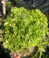 Image result for Polyscias fruticosa