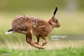 نتیجه جستجوی لغت [hare] در گوگل