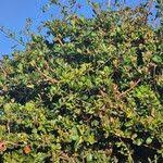 Image result for Manilkara mochisia