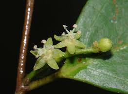 Image result for Cleistanthus polystachyus