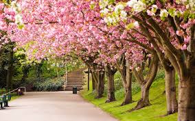 Hd spring wallpapers for desktop. Sheffield England Park Tree Cherry Blossom Road Alley In Spring Nature Desktop Wallpaper Nature Desktop Beautiful Nature Wallpaper