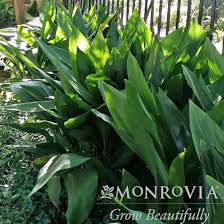 Image result for Aspidistra elatior