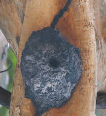 Image result for Sterculia appendiculata