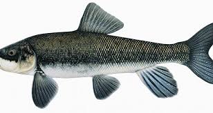 Image result for Kedrostis crassirostrata