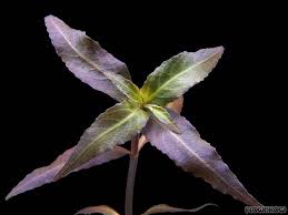 Image result for Hygrophila spiciformis