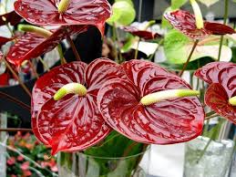 правильный уход комнатные цветы фото и названия и уход за ними Anturium Pravilnyj Uhod House Plants Flower Pot Art Plants