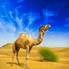 Discover all 4 pics 1 word answers ( for the year 2021 ) ✅ at a glance all solutions ✅click here for the solution! 4 Pics 1 Word