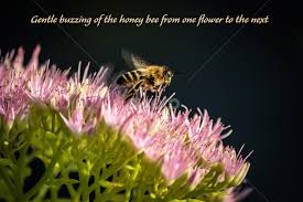 Did you know, there are about 25,000 types of bees in the world, with probably more species awaiting discovery? Gentle Buzzing Of The Honey Bee Quotes Sentences Typography Pixoto