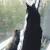 Domestic Long Hair Vs Maine Coon