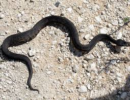 Black And Yellow Snake Texas Survival Outdoor Tips Common Texas Snakes Texas Snakes Snake Facts Snake