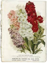 Scented Stock Paintings Prints Garden Catalogs Painting