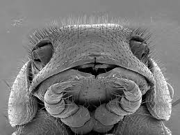 414 Legged Millipede Illacme Tobini Location United States Top 10 New Species 2017 Earth Earthsky Species Millipede Animals