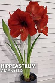 Image result for Hippeastrum