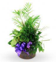 Maybe you would like to learn more about one of these? New Haven Florist New Haven Ct Flower Delivery Avas Flowers Shop