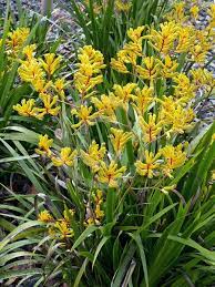 Anigozanthos Yellow Gem Vitaflor Yellow Gems Kangaroo Paw Plant Information