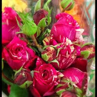 Dwf seattle & tacoma wholesale flowers. Northwest Wholesale Florist Georgetown 0 Tips