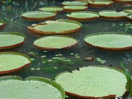 Vitória regia é uma bairro localizada em itaituba. Vitoria Regia Brucephotograph Flickr