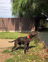 We did not find results for: Pedigree Database Ddy S Knl Gr Ch Biusca