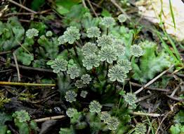 Furthermore, the plant body of ferns is differentiated into true leaves, stem, and roots. Bryophyte Wikipedia