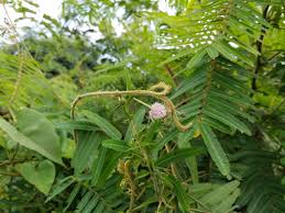 Image result for Mimosa mossambicensis