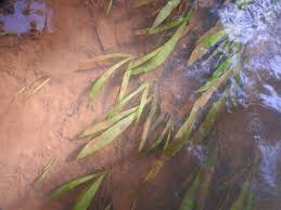 Image result for Ottelia kunenensis