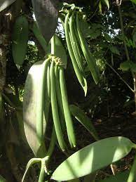 Growing vanilla in your garden or greenhouse can be fun; How To Grow And Pollinate Vanilla Vanilla Orchid Bean Vanilla Plant Vanilla Orchid Grow Vanilla Beans