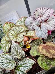 Image result for Begonia subscutata