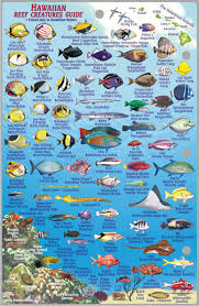 Kauai Fish Card Frankos Fabulous Maps Of Favorite Places