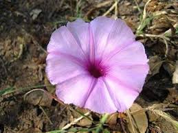Image result for Ipomoea bolusiana