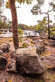 Image result for Zygotritonia atropurpurea